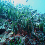 Posidonia