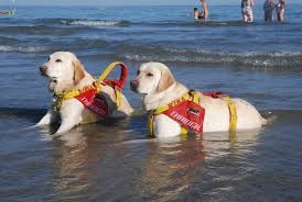 Cani da salvataggio