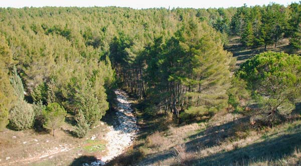 Foresta-Mercadante-hpim1882
