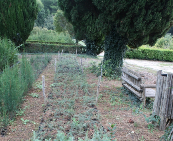 vivaio_bosco_acquara