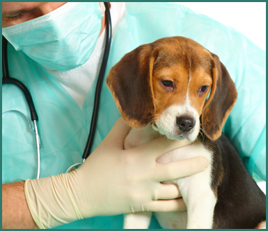 cane-veterinario-1