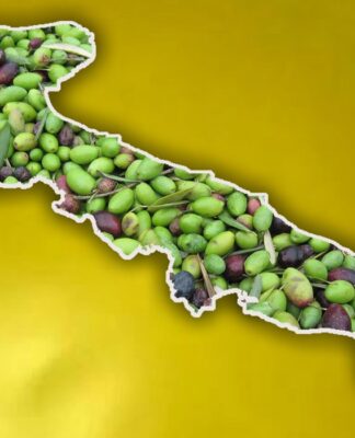 Agricoltura, oggi si riunisce a Bari il tavolo olivicolo regionale