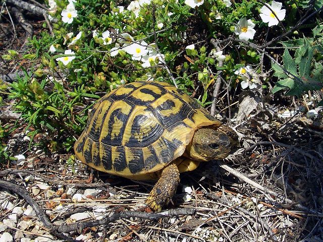 tartaruga_testudo_hermanni