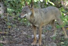 Noicattaro, prorogata l’ordinanza anti-lupo: parchi chiusi e polemica