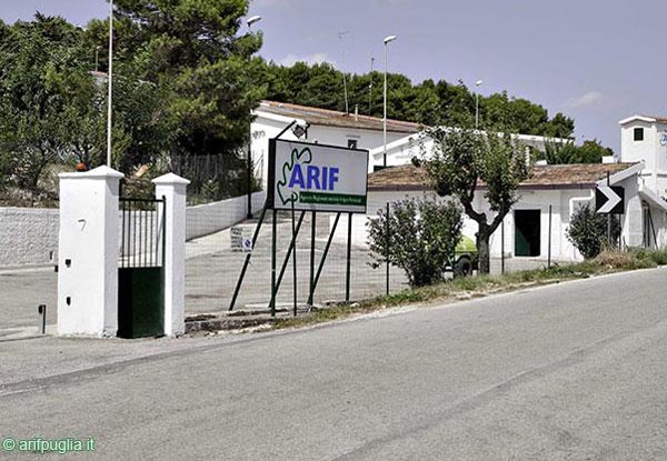 arif_spinazzola