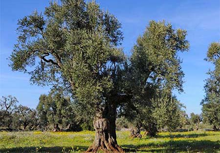 ulivo-salento