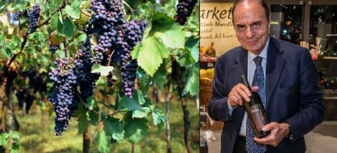 Vigneti Bruno Vespa 2016