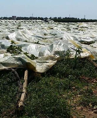 Ancora danni in campagna: vigneti danneggiati nel Comune di Castellaneta