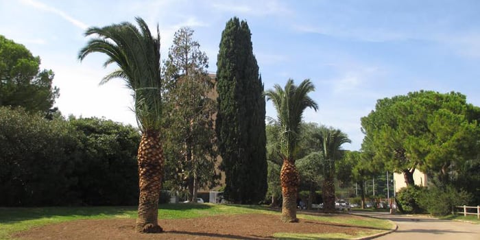 palme_via_sparano_bari_in_parco_2_giugno_2
