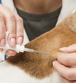 Cani, domenica a Nardò arriva il Microchip day