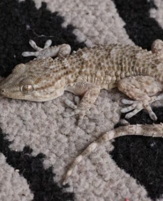 Tarentola mauritanica