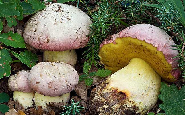 Boletus pulchrotinctus