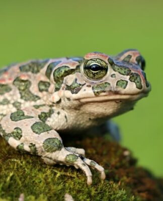 Bufo viridis - Rospo smeraldino