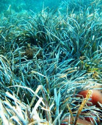 Posidonia oceanica