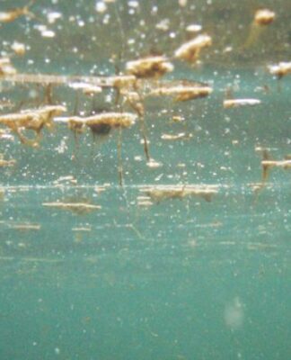 L’alga tossica, cos’è, quali sono i sintomi e cosa fare in caso di infezione