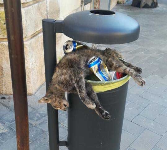 gatto