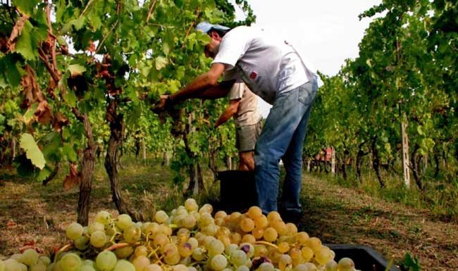 stagionale-lavoro