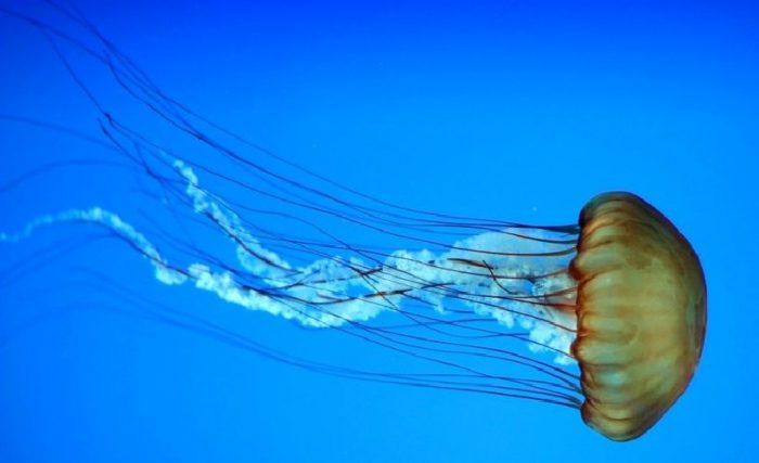 meduse_1