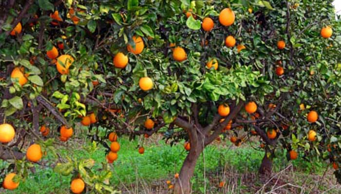 arancia-puglia
