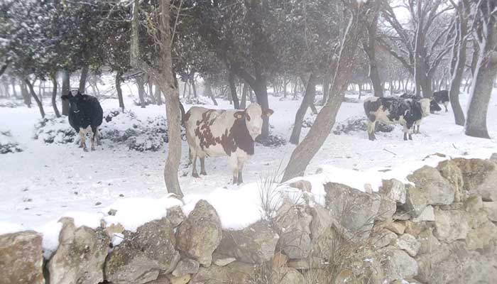azienda_Mottola_neve_2019_2