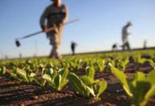 PAC in Puglia: in arrivo oltre 155 milioni di euro di anticipi per le imprese agricole