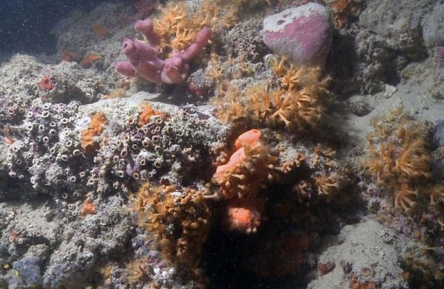 ScoglieraCorallina_Monopoli_CorrieroetAl