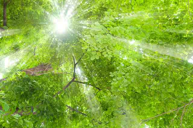 SoleAttraversoAlberi_FascinationofPlantsDay Sole che attraversa gli alberi - Fascination of Plants Day