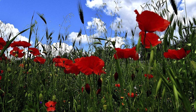 dina_peragine_mellitto_papaveri_primavera