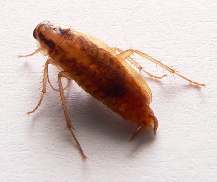 Blatella_germanica Blatella germanica