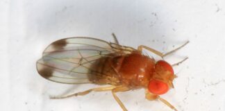 Drosophila suzukii