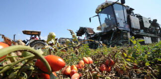 In Puglia si va alla ricerca del pomodoro “perfetto”
