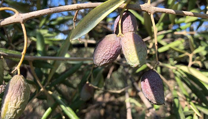 olive_ottobre2