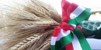 Grano duro, stagione incerta: calo del 20-30% nei raccolti