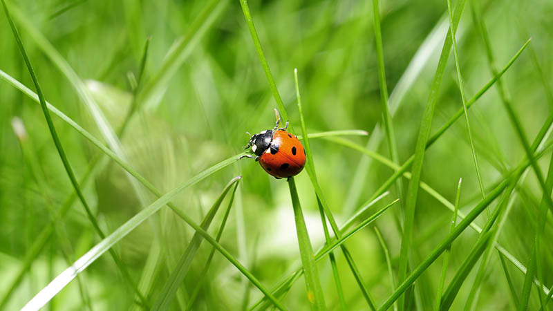 coccinella