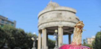 La cipolla rossa di Acquaviva all’attenzione dell’ITS Agroalimentare del Piemonte