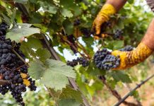 Vendemmia 2026, al via in anticipo anche nel Barese e nella Bat