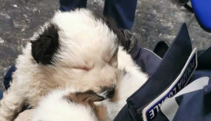 cuccioli_salvati_monopoli