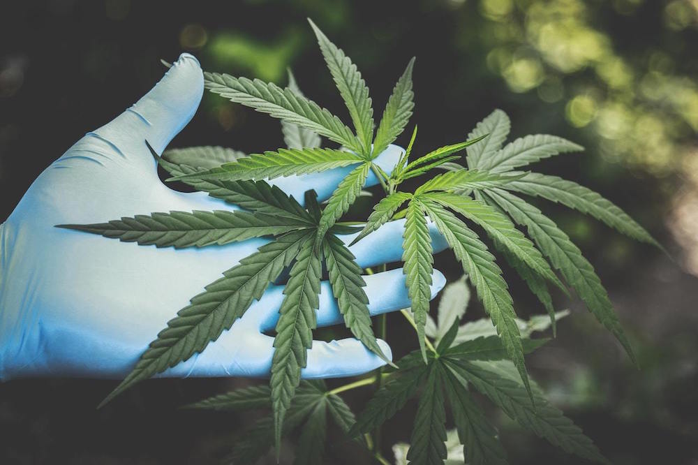 pexels-aphiwat-chuangchoem-2178565_marjuana_Cannabinoide_CBD