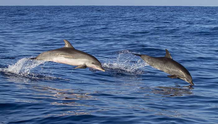 dolphin-watching-tour-golfo-taranto-9