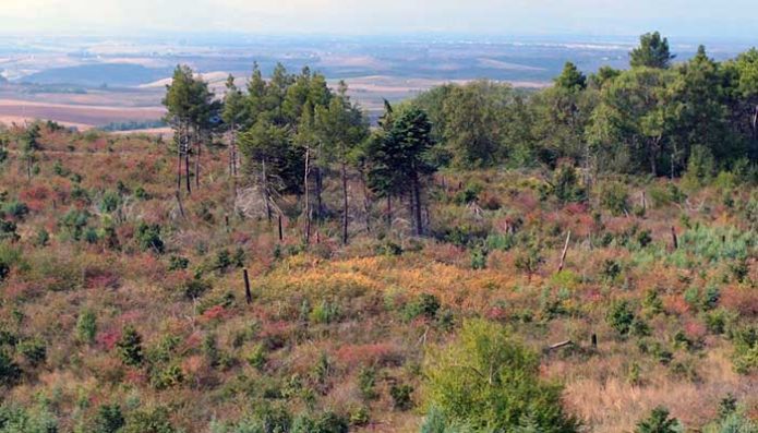 parco_alta_murgia_bosco