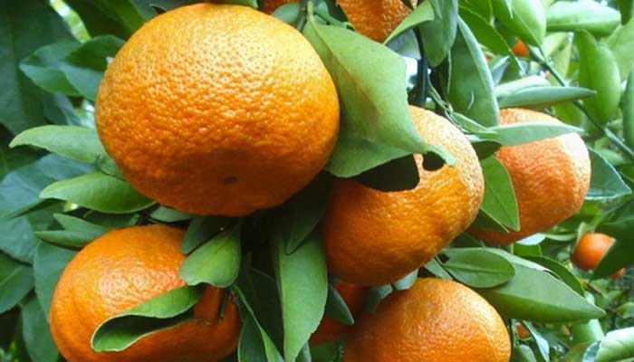 Clementine_taranto