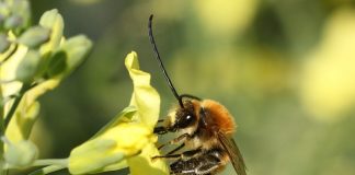 Il Parco dell’Alta Murgia tra i più virtuosi d’Italia per la salvaguardia degli impollinatori
