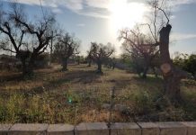 Xylella, mozione in Regione Puglia: “Sgravio straordinario sul Tributo 630 per gli olivicoltori colpiti”