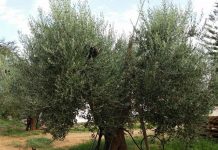 ColtivaItalia, arriverà il Commissario Nazionale per la Xylella
