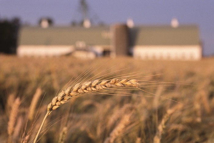 cereali_grano