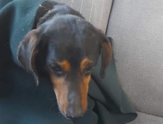 cane cavalcavia