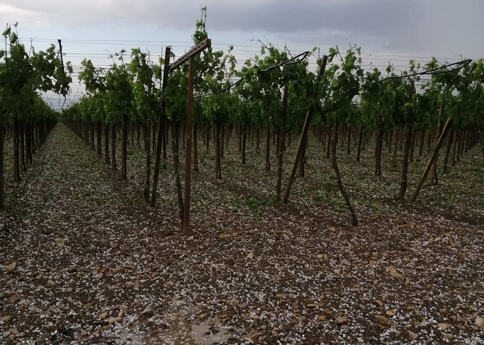 grandine vigneti 2