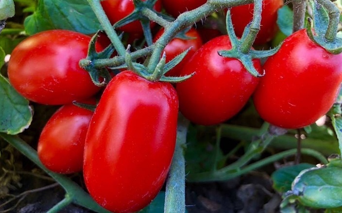 pomodoro 1