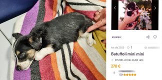 Cucciolo venduto illegalmente su un noto portale sequestrato dall’Oipa. Multa per il venditore