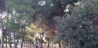 Bari, domani la piantumazione di 100 alberi nella Pineta San Francesco